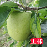 王林