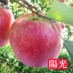 陽光