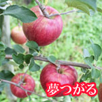 りんごの花芽2