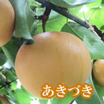 あきづき