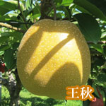 王秋