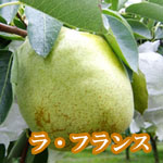 ラフランス