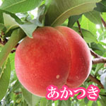 あかつき