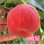 暁星