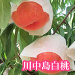 川中島白桃