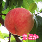 まどか